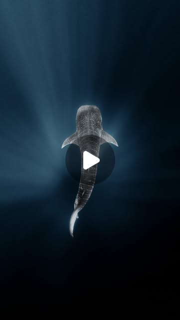 Radisson Blu Maldives hotel film by Filippo Bellisola
