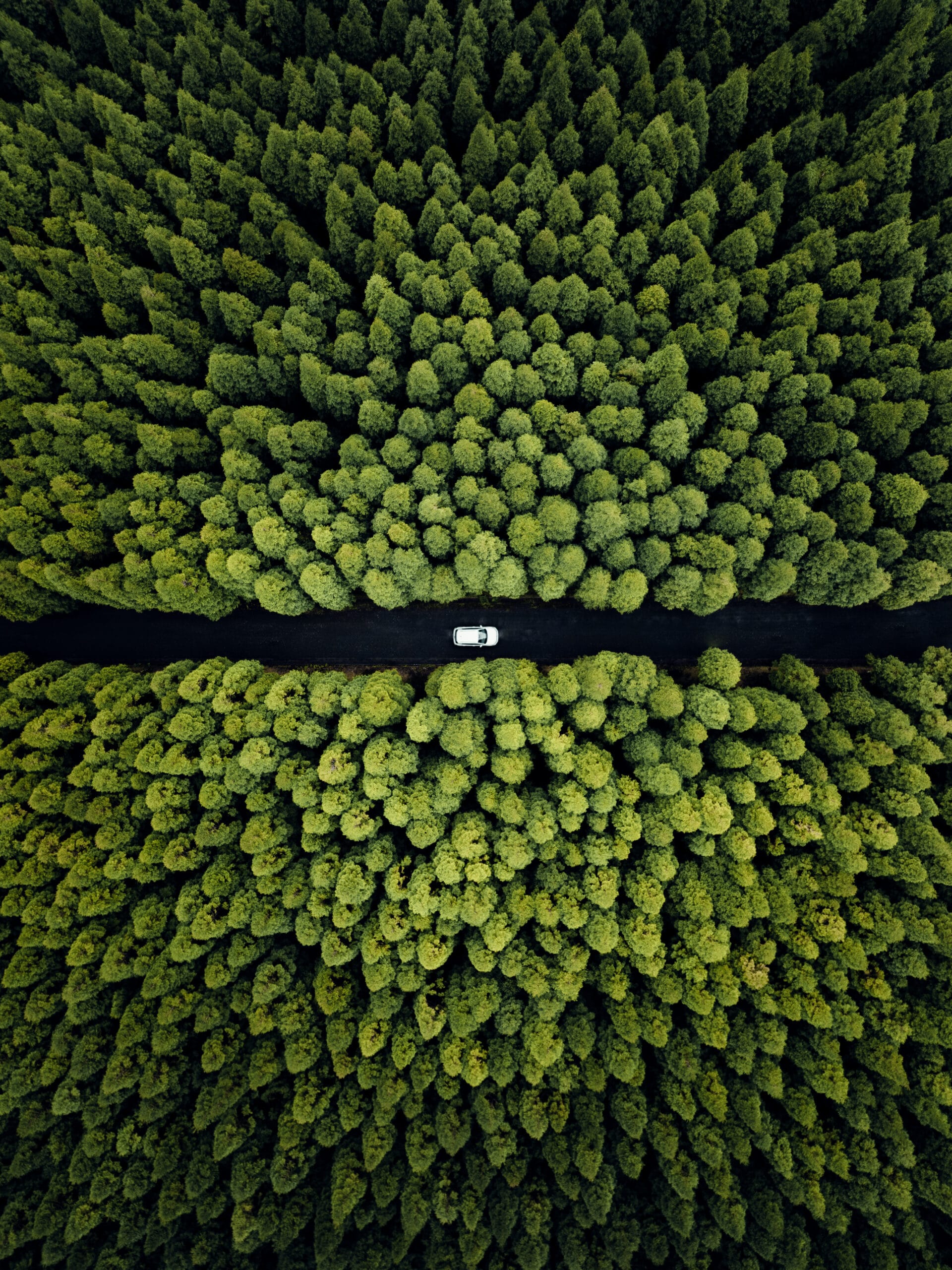 A white car drives along a narrow road cutting through dense green forest, seen from above. Captured by outdoor filmmaker Filippo Bellisola, the trees create a striking symmetrical pattern on both sides of the road.